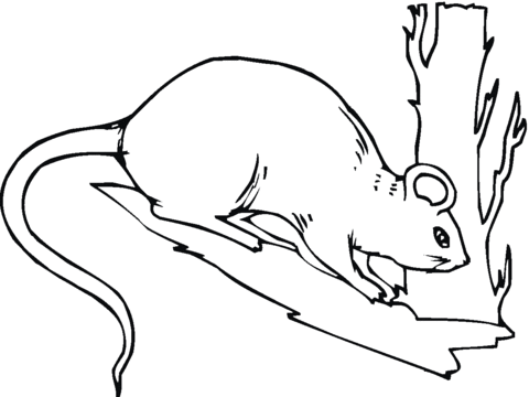 Rat At Tree Coloring Page